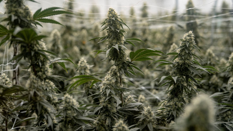 Минюст США переводит марихуану из категории тяжелых наркотиков в менее опасную.