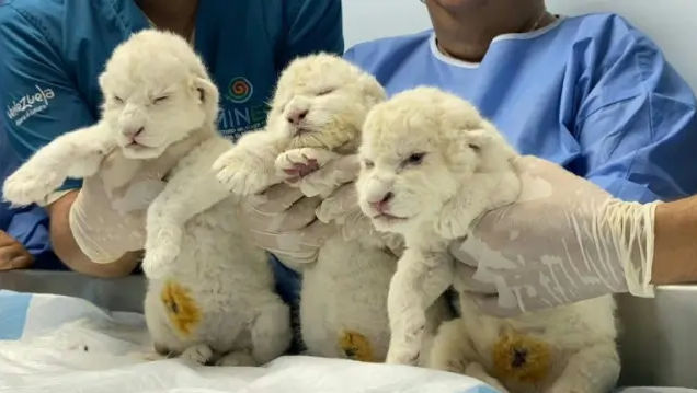 O grădină zoologică din Venezuela găzduieşte primii pui de leu alb