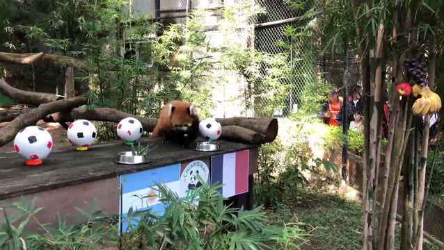 Un panda din Thailanda a prezis cine câștigă la Campionatul Mondial