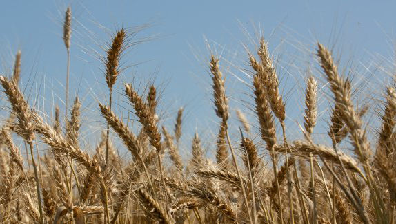 Agricultorii, îngrijorați: Recolta de grâu ar putea fi compromisă