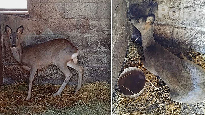 В Унгенском районе мужчина приютил и спас раненую косулю.