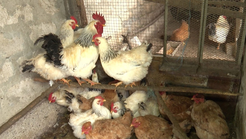 Cum au grijă oamenii de păsările și animalele din gospodărie pe timp de ger