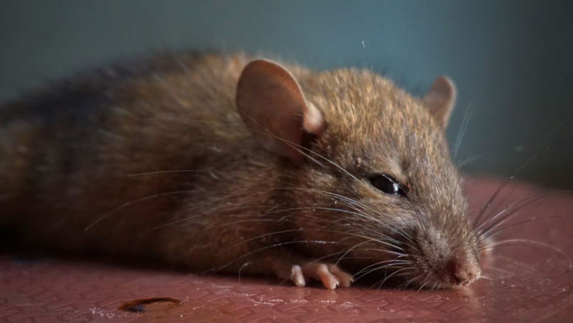 India: Șobolanii au mâncat 200 kg de canabis confiscat de polițiști