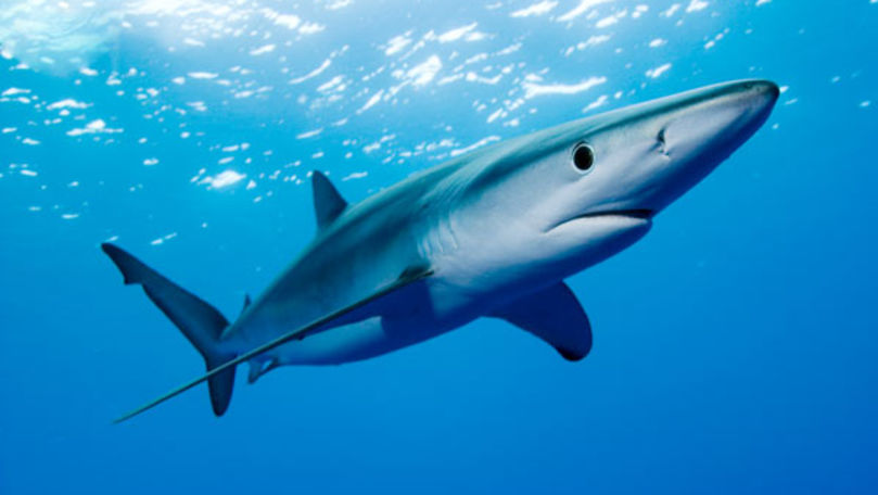 O fetiță a salvat un pui de rechin, pe o plajă din Rhode Island