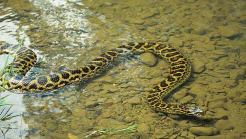 Un șarpe anaconda de 3 metri a scăpat într-un lac din Germania