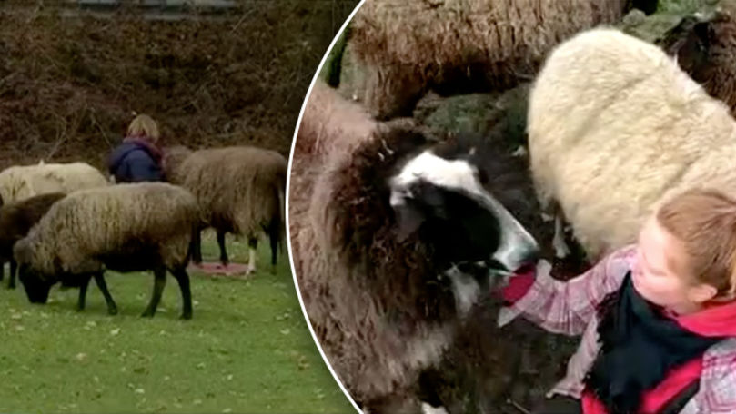 Terapie cu oiţe: La o fermă din Germania vizitatorii pot îmbrățișa oile