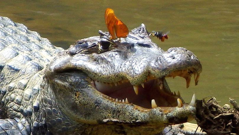 Momentul în care un crocodil pune pe fugă doi pescari şi le fură peştele