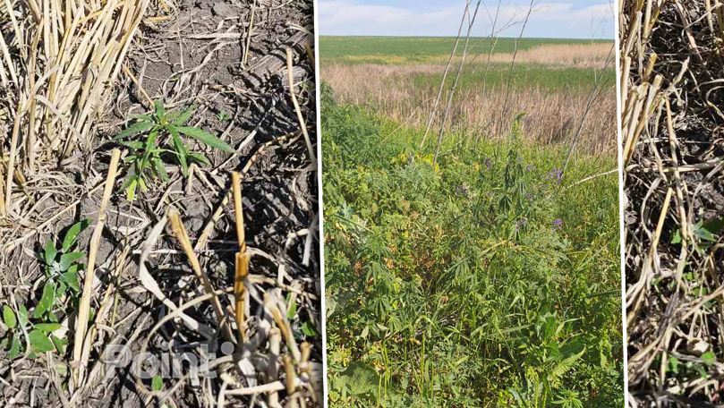 Фермер из Дрокии заявил о «сфабрикованном деле» из-за дикорастущей конопли.