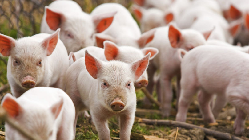 Bulgaria a raportat primul caz de pestă porcină, în apropierea României