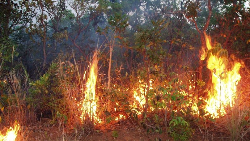 Arde pădurea Amazoniană: Motivul îngrijorător lansat de CNN