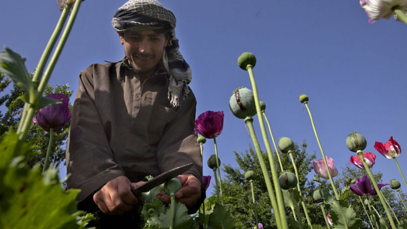 Cât de mult opiu se produce în Afganistan și unde ajung drogurile