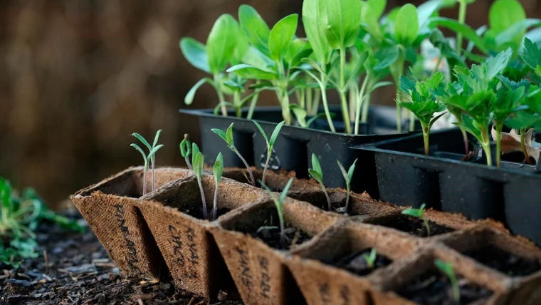 În piețele din Chișinău au apărut primele răsaduri de legume