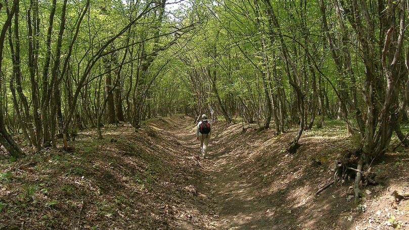Un animal misterios, observat în Bulgaria. Un parc din Shumen, închis