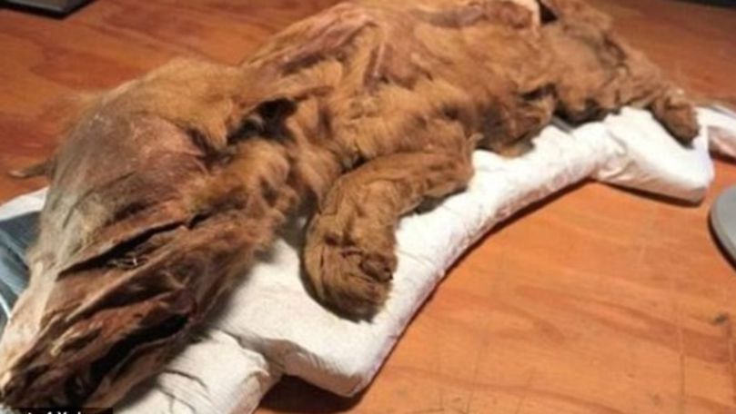 Pui de lup mumificat de 50.000 de ani, descoperit în Canada