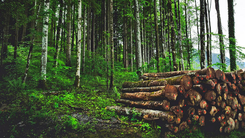 Studiu: Conservarea și extinderea pădurilor va spori reziliența Moldovei