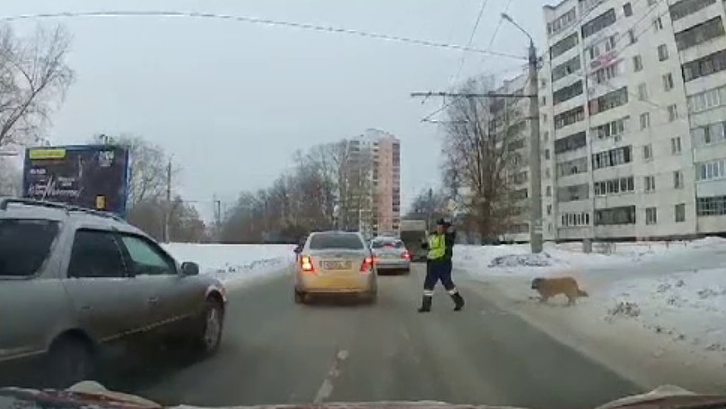 Momentul în care un polițist oprește traficul pentru un câine șchiop