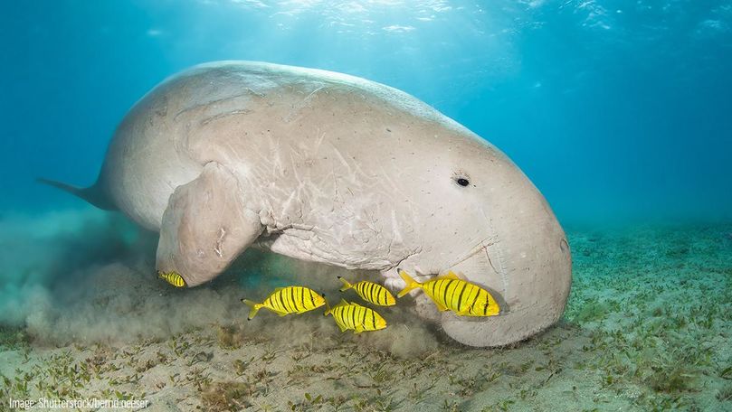 Un pui de dugong, găsit mort cu o cantitate mare de plastic în stomac