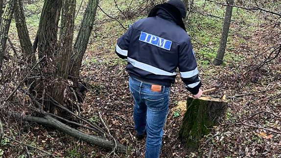 E iarnă și se fură ca în codru. 52 de arbori, tăiați ilegal la Criuleni