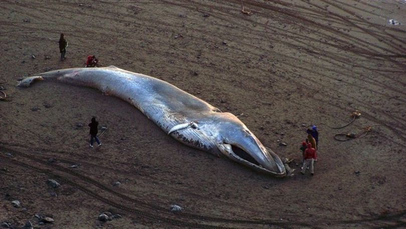 Descoperirea alarmantă făcută în stomacul unei balene moarte