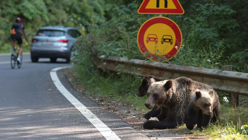 Ce se întâmplă cu cei trei pui ai ursoaicei care a omorât un motociclist