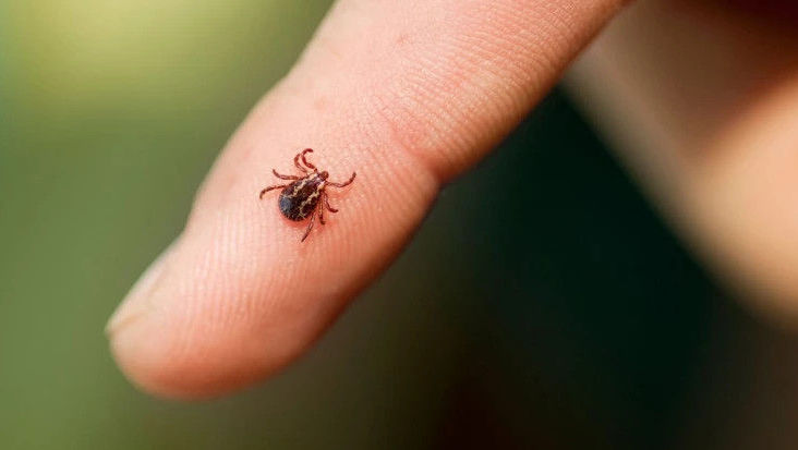 Peste 50 de cazuri de boala Lyme în 2025: Chișinăul, cel mai afectat