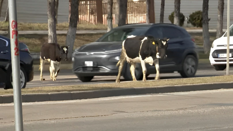 O cireadă de vaci de la Grătiești, surprinsă pe o stradă din Capitală