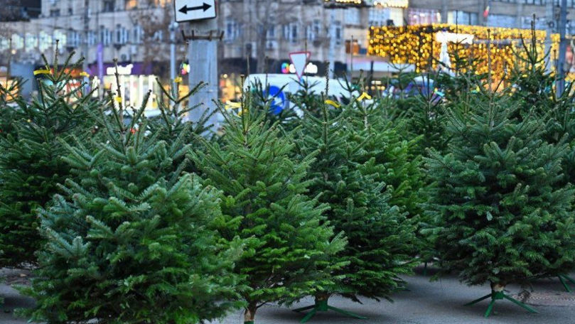 Brazii naturali au apărut în vânzare: Comercianții vin cu oferte variate