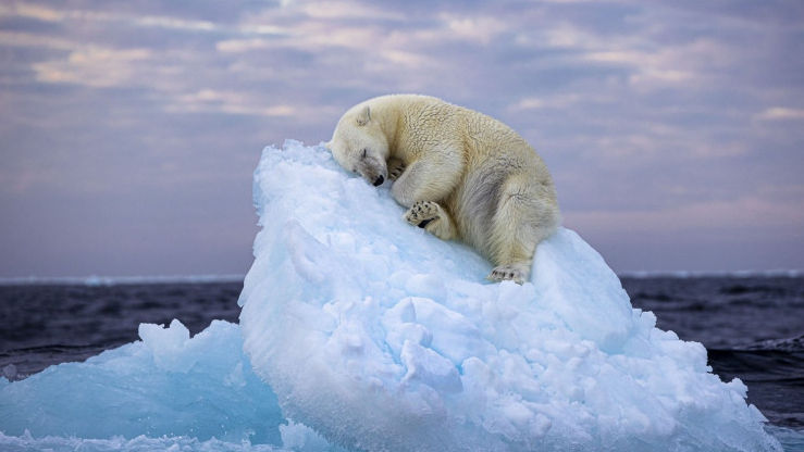 O imagine cu un urs polar, câștigătoarea unui premiu internațional