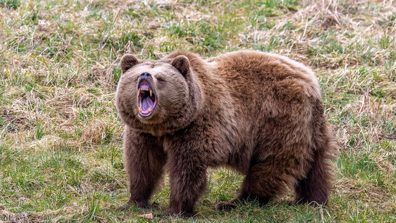 В Румынии медведь напал на мужчину.
