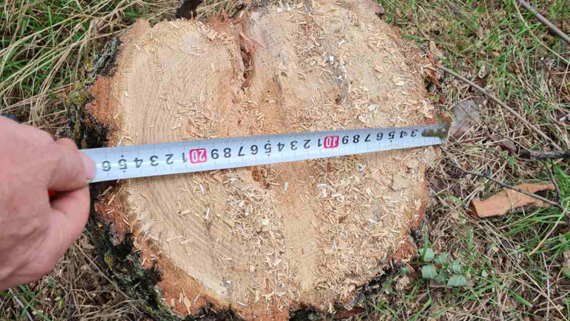 Peste 30 de copaci defrișați ilegal, descoperiți la Glodeni