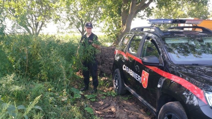 Mii de plante asemănătoare cu cânepa, depistate de carabinieri la Leova