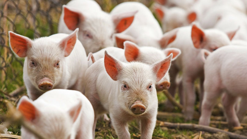 Focar de pestă porcină la Cahul: Zeci de porci, infectați