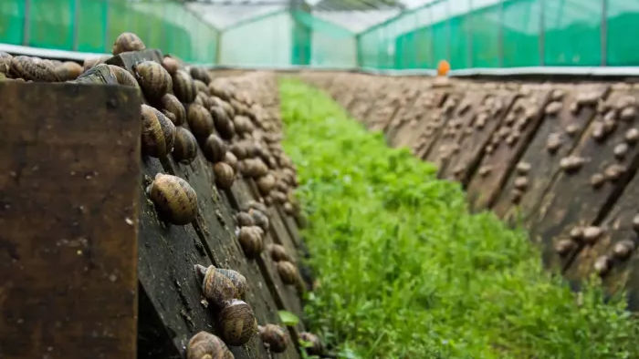 Afacere neobișnuită la Ratuș: Un bărbat crește peste un milion de melci