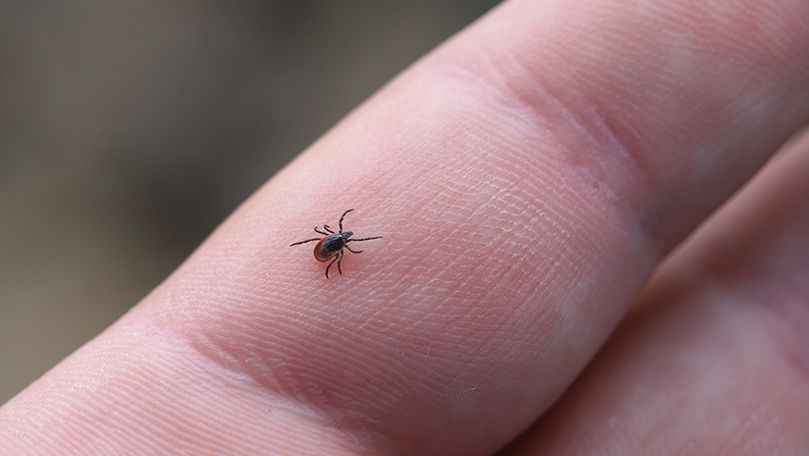 Atenție la căpușe: Trei copii au fost diagnosticați cu boala Lyme