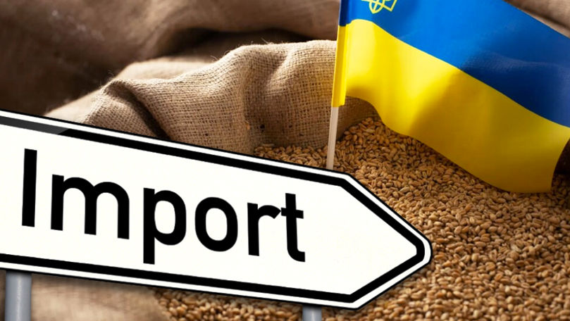 Молдавские фермеры заявляют, что могут разориться из-за украинского зерна. Коллаж Point.md.