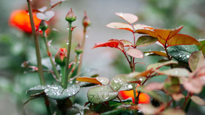 Ce temperaturi ne așteaptă în următoarele 24 de ore: Prognoza meteo
