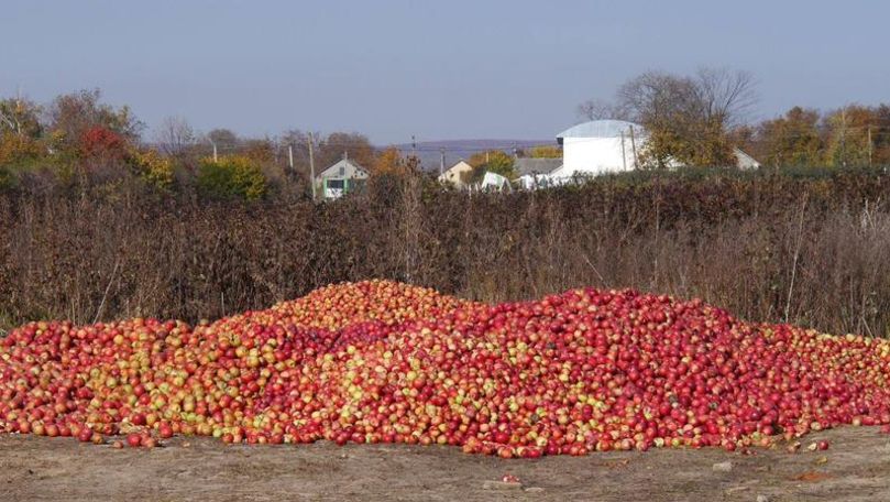 Roadă putrezită pe deal: Moldova importă mere din Ucraina