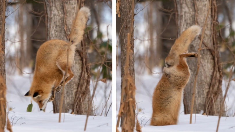 Imagini spectaculoase cu o vulpe care a pornit la vânătoare
