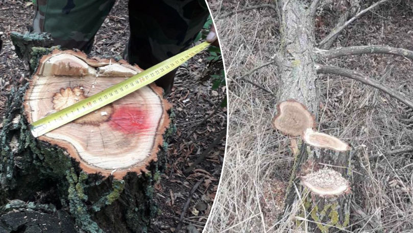 Peste 200 de arbori au fost tăiați ilegal la Dondușeni