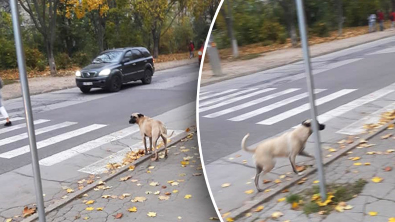 На Буюканах пес помогает пешеходам переходить дорогу.