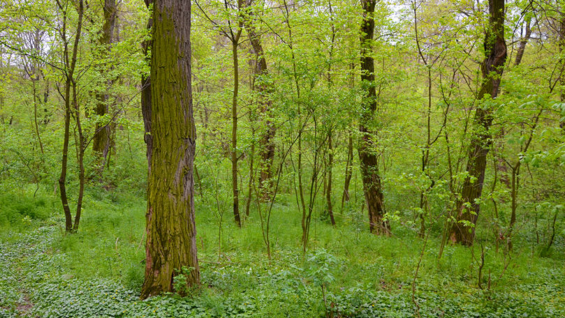 Аудит: Более 337 тысяч гектаров лесных угодий не оценены и не учтены.