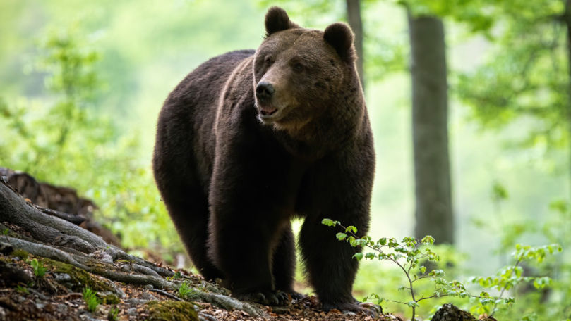 Bărbat atacat de urs în România: A fost solicitat elicopterul SMURD