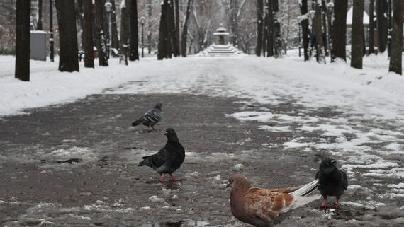 Temperaturile scăzute nu reprezintă un pericol major pentru păduri și agricultură