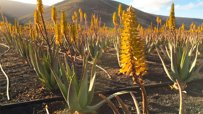 Viticultorii francezi planează aloe vera în locul viței-de-vie. Motivul