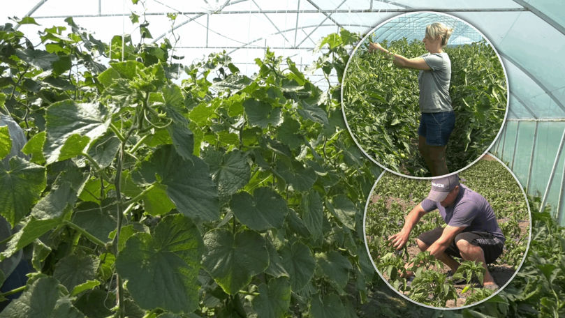 Povestea a două familii ce s-au întors acasă și investesc în agricultură