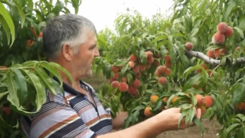 Suprafaţa livezilor de piersic din Moldova, în scădere