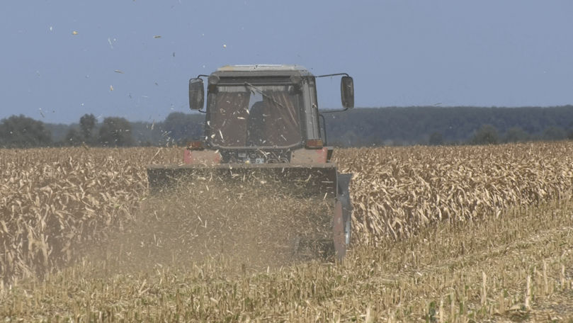 Mii de hectare de porumb și floarea-soarelui, făcute una cu pământul