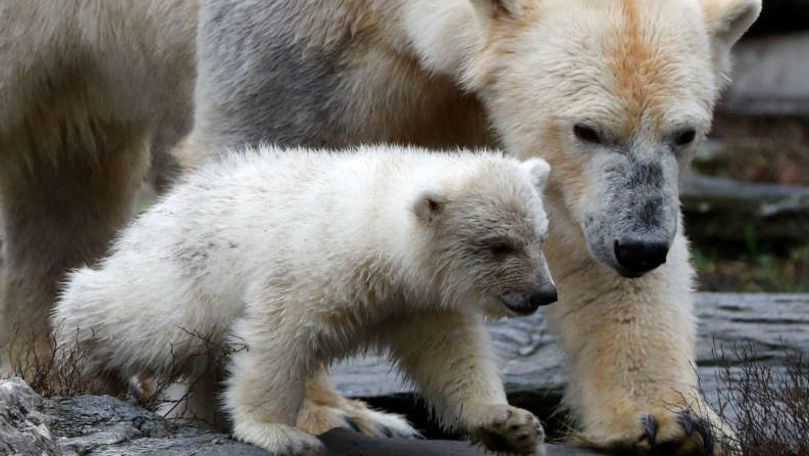 Grădina zoologică din Berlin și-a prezentat ursuleţul polar de trei luni