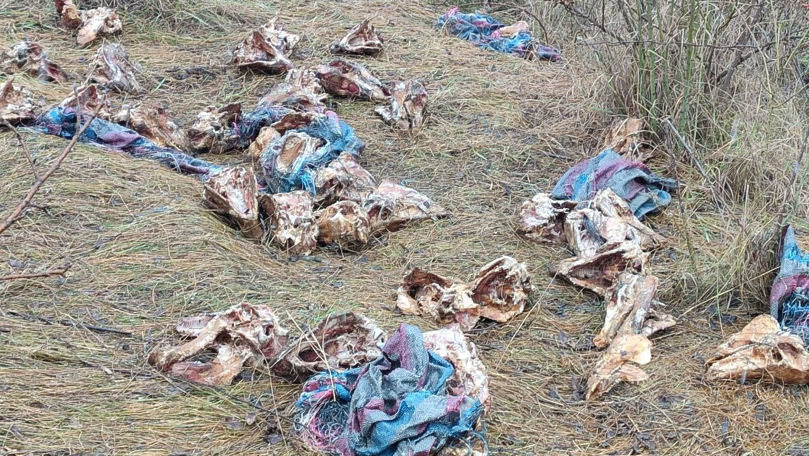 Cranii de animale, pe un câmp din Roșcani: Ce spune primarul localității