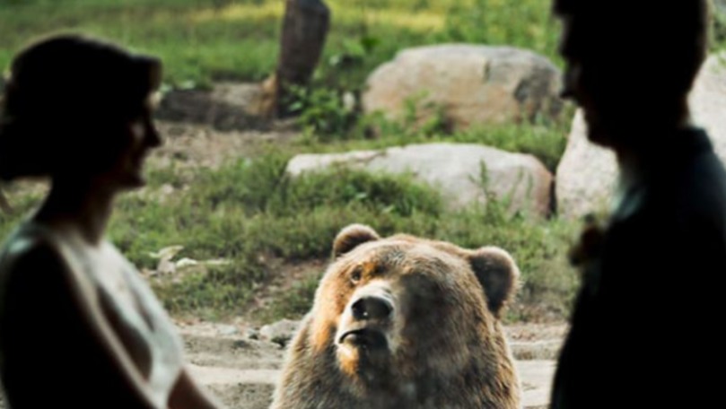 Reacția virală a unui urs, martor la căsătoria unor tineri